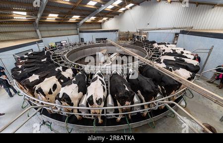 Vaches se laitant dans un salon rotatif moderne, Dumfries, Royaume-Uni. Banque D'Images