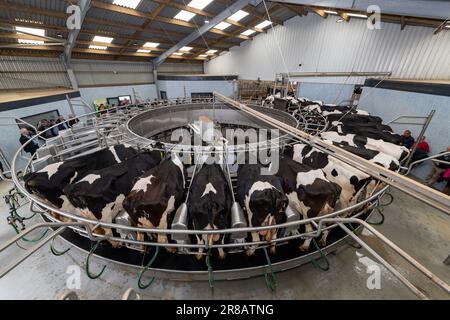 Vaches se laitant dans un salon rotatif moderne, Dumfries, Royaume-Uni. Banque D'Images