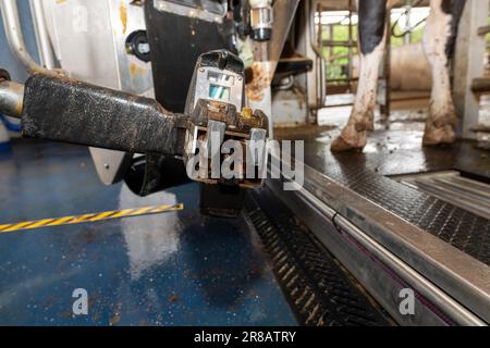 Vaches laitières trayées par des machines à traire robotisées dans une salle de traite moderne. Dumfries, Royaume-Uni. Banque D'Images