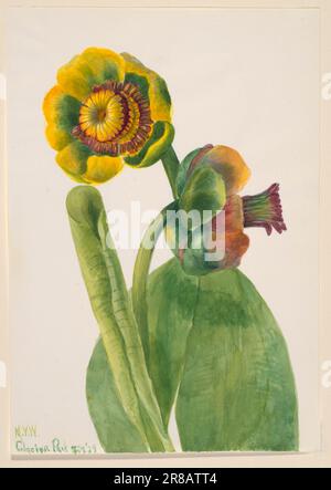 Untitled--Flower Study 1939 par Mary Vaux Walcott, née Philadelphie, PA 1860-décédée St. Andrews, Nouveau-Brunswick, Canada 1940 Banque D'Images