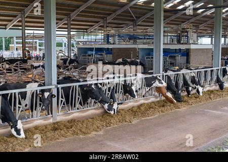 Les bovins laitiers qui mangent un mélange de ration d'ensilage de derrière les barrières d'alimentation dans un hangar de bétail. Dumfries, Écosse, Royaume-Uni. Banque D'Images