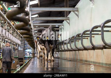 Vaches en train de se labourer dans un salon traditionnel à chevrons, Dumfries, Royaume-Uni. Banque D'Images