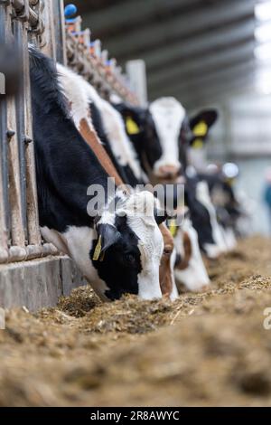 Les bovins laitiers qui mangent un mélange de ration d'ensilage de derrière les barrières d'alimentation dans un hangar de bétail. Dumfries, Écosse, Royaume-Uni. Banque D'Images