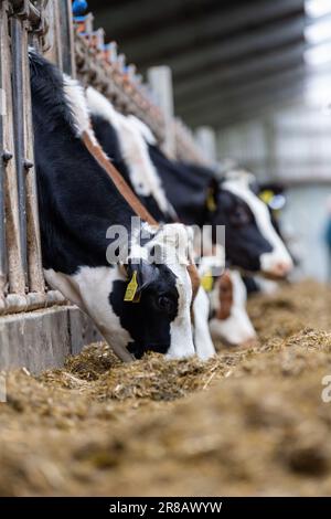 Les bovins laitiers qui mangent un mélange de ration d'ensilage de derrière les barrières d'alimentation dans un hangar de bétail. Dumfries, Écosse, Royaume-Uni. Banque D'Images