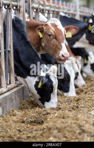 Les bovins laitiers qui mangent un mélange de ration d'ensilage de derrière les barrières d'alimentation dans un hangar de bétail. Dumfries, Écosse, Royaume-Uni. Banque D'Images