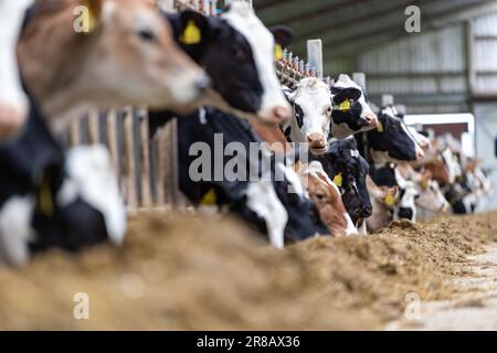 Les bovins laitiers qui mangent un mélange de ration d'ensilage de derrière les barrières d'alimentation dans un hangar de bétail. Dumfries, Écosse, Royaume-Uni. Banque D'Images