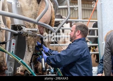 Travailleur laitier mettant des unités de traite sur des vaches laitières, des pis dans un salon rotatif, Dumfries, Royaume-Uni. Banque D'Images