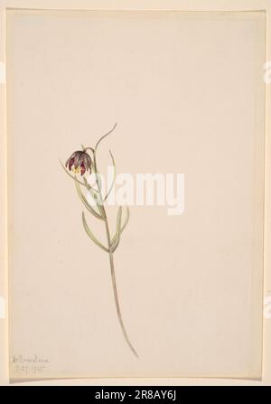 Untitled--Flower Study 1915 par Mary Vaux Walcott, née Philadelphie, PA 1860-décédée St. Andrews, Nouveau-Brunswick, Canada 1940 Banque D'Images