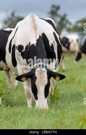 Holstein vaches laitières paître sur un pâturage luxuriant avant la traite, Dumfries, Écosse, Royaume-Uni. Banque D'Images