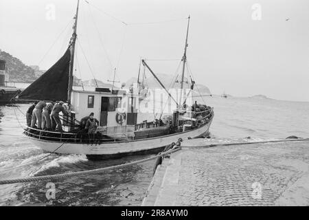 Réel 13-1-1960: Boom sur la mer du hareng la pêche au hareng a échoué pour la troisième année consécutive. Photo: Sverre A. Børretzen / Aktuell / NTB ***PHOTO NON TRAITÉE*** Banque D'Images