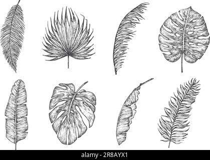 Collection d'illustrations vectorielles Doodle dessinées à la main avec des feuilles de palmier. Fan, Banana, Fern et Monstera feuille Floral Tropical Foliage ensemble de dessins de style d'esquisse Illustration de Vecteur