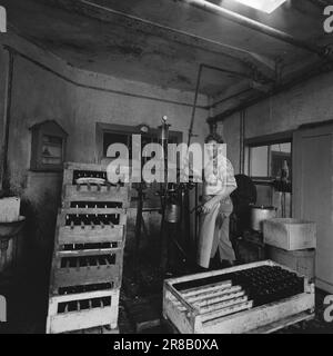 Courant 34-5-1960: Il fermente à Filtvet les levures industrieuses font des raisins nobles à partir de fruits norvégiens. Photo: Ivar Aaserud / Aktuell / NTB ***PHOTO NON TRAITÉE*** Banque D'Images