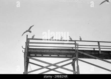 Réel 18-1947: Avant-poste norvégien SvalbardNorvégien dans l'océan Arctique actuellement en visite à Longyearbyen à Svalbard et donnant aux lecteurs un goût de la vie comme mineur ou trappeur. Photo : Th. Skotaam / Aktuell / NTB ***PHOTO NON TRAITÉE*** Banque D'Images