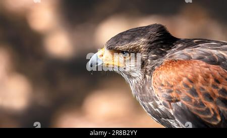 Un gros plan d'un faucon de harris, alias un faucon à ailes de baie et un faucon dusky ( Parabuteo Unicinctus ) avec un fond de bokeh brun, espace de copie, nega Banque D'Images