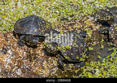 Trois tortues d'étang européennes / bassin européen terrapin / tortue d'étang européen (Emys orbicularis) juvéniles se baquant au soleil sur le tronc tombé dans l'étang Banque D'Images