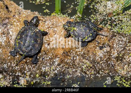 Deux tortues d'étang européennes / bassin européen terrapin / tortue d'étang européen (Emys orbicularis) juvéniles se baquant au soleil sur le tronc tombé dans l'étang Banque D'Images