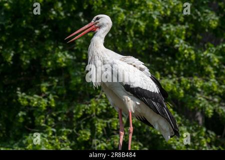 Ciconie blanche (Ciconia ciconia) gros plan de l'adulte en forêt au printemps Banque D'Images