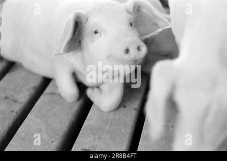 Actuel 9-7-1960 : avec le cochon dans le dos le fantôme de vente Gunnar Nilsen qui a ouvert la plus grande maison de cochon de Norvège raconte pourquoi et comment il fait des millions. Photo; Sverre A. Børretzen / Aktuell / NTB ***PHOTO NON TRAITÉE*** Banque D'Images