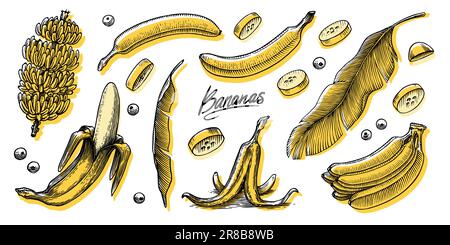 Fruits de banane et feuilles de palmier. Dessiné à la main avec de l'encre dans un style vintage. Motif graphique linéaire. Cuisine végétarienne détaillée. Illustration vectorielle pour l'étiquette Illustration de Vecteur