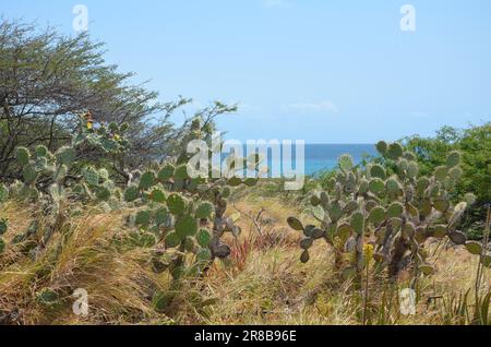 Paysage avec plantes de cactus au 'Parc National d'Arikok' Aruba Banque D'Images