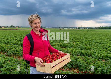 femme tenant une boîte en bois remplie de fraise sur le terrain avec des nuages orageux à l'horizon Banque D'Images