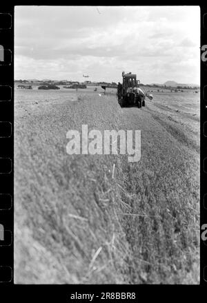 Courant 40-4-1960 : le grain suit la brise du jet. Le grain est cultivé entre les pistes et les taxis à Stavanger Lufthavn Sola.photo: Sverre A. Børretzen / Aktuell / NTB ***PHOTO NON TRAITÉE*** Banque D'Images