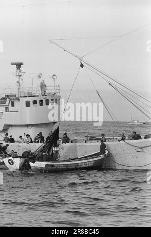 Réel 13-1-1960: Boom sur la mer du hareng la pêche au hareng a échoué pour la troisième année consécutive. Photo: Sverre A. Børretzen / Aktuell / NTB ***PHOTO NON TRAITÉE*** Banque D'Images