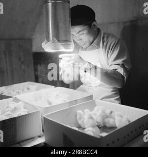 Actuel 18-3-1960: Le poulet de Pâques les oeufs blancs deviennent des peluches dorées. Dans un poulailler moderne, la vie amoureuse, comme tout le reste, est entièrement automatisée. Ici, l'accouplement a lieu selon le calendrier, pour ainsi dire, et les sexes sont distribués sur la base de calculs mathématiques dans le but de la plus grande possible de rendement. Les naissances, l'alimentation, l'arrosage et le nettoyage passent sur un tapis roulant. Le Shozo Takahashi japonais est un expert en 'évaluation de genre'. Vous êtes une poule - et vous êtes un coq. Photo: Aage Storløkken / Aktuell / NTB ***PHOTO NON TRAITÉE*** Banque D'Images