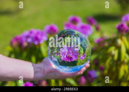 Gros plan macro de la main tenant boule de cristal avec image inversée de rhododendron violet en fleur. Banque D'Images