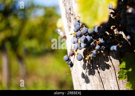 Gros plan de raisins rouges mûrs sur la branche dans la campagne de l'Istrie. Slovénie Banque D'Images