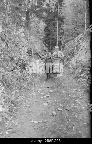 Actuel 25-26- 1947: Le monde privé d'un poète. Aksel Sandemose a trouvé son paradis à Kjørkelvik, à quelques kilomètres de Risør.- Voici Sandemose conduite magnifiquement dans un chariot maison sa propriété Kjørkelvik, un grand poète tiré par un petit petit cheval. Ce n'est pas Pegasus Sandemose a attristé cette fois, si quelqu'un devrait le croire. Lake est le nom du petit poney Shetland, et lui et Sandmose sont les meilleurs amis du monde - habituellement alors. Photo; TH. Skotaam / Aktuell / NTB ***PHOTO NON TRAITÉE*** Banque D'Images