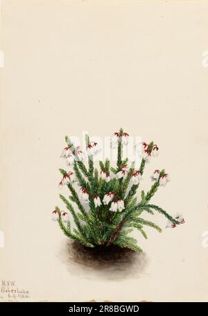 Rocky Mountain Cassiope (Cassiope mertensiana) 1924 par Mary Vaux Walcott, née Philadelphie, PA 1860-mort St. Andrews, Nouveau-Brunswick, Canada 1940 Banque D'Images