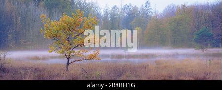 Petit chêne le long du marais avec du brouillard et des feuilles d'automne à bord de brithley Banque D'Images