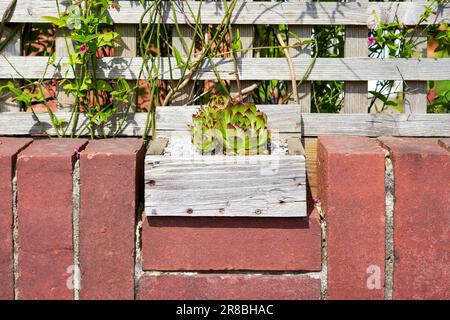 Petite boîte en bois contenant une plante succulente placée au sommet d'un mur en brique rouge avec des plantes et des treillis derrière Banque D'Images