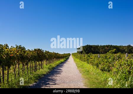 La route vallonnée au milieu des vignobles de l'Istrie, en Slovénie Banque D'Images