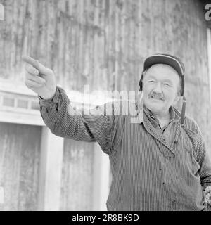 Réel 18-7-1960: Strømbu-Kara six anciens bacheliers ont une pension à Sollia et le rendent si confortable pour les invités qu'ils reviennent vingt ans de suite. Photo: Aage Storløkken / Aktuell / NTB ***PHOTO NON TRAITÉE*** Banque D'Images