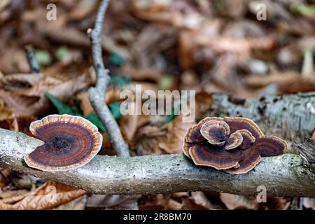 Vue rapprochée d'un groupe de Trutoviks bruns qui poussent sur une bûche dans un cadre forestier Banque D'Images