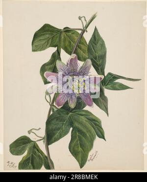 (Untitled--Flower Study) 1879 par Mary Vaux Walcott, née Philadelphie, PA 1860-décédée St. Andrews, Nouveau-Brunswick, Canada 1940 Banque D'Images