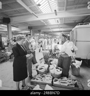 Actuel 33-3-1960: Carrière en rouge, blanc et vert le jeune homme de Drammen a tout le grand Copenhague dans son régime. Bjørn Lindstad est directeur du marché de gros le plus moderne d'Europe, en deux ans également l'un des plus importants au monde. Photo: Ivar Aaserud / NTB / Aktuell ***PHOTO NON TRAITÉE*** Banque D'Images