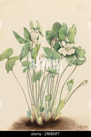 Twinleaf (Jeffersonia diphylla) 1919 par Mary Vaux Walcott, née Philadelphie, PA 1860-mort St. Andrews, Nouveau-Brunswick, Canada 1940 Banque D'Images