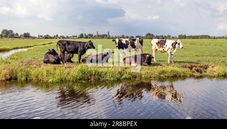 Vaches sur la rive d'un ruisseau, un groupe couché et debout dans un paysage de terre plate et d'eau un horizon et ciel bleu avec des nuages. Banque D'Images