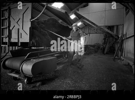 Courant 40-4-1960 : le grain suit la brise du jet. Le grain est cultivé entre les pistes et les taxis à Stavanger Lufthavn Sola.photo: Sverre A. Børretzen / Aktuell / NTB ***PHOTO NON TRAITÉE*** Banque D'Images