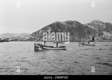 Réel 13-1-1960: Boom sur la mer du hareng la pêche au hareng a échoué pour la troisième année consécutive. Photo: Sverre A. Børretzen / Aktuell / NTB ***PHOTO NON TRAITÉE*** Banque D'Images