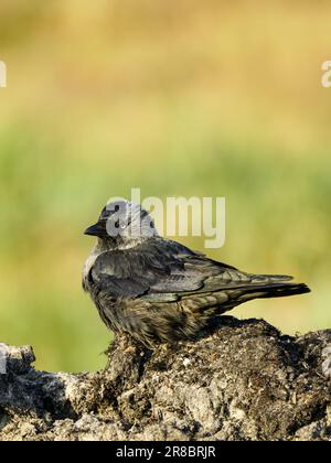 La taqure occidentale, Corvus monedula, également connue sous le nom de taqure eurasienne, la taqure européenne, ou tout simplement la taqure assise sur la mer Baltique Banque D'Images