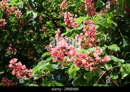 Un châtaignier fleuri avec des grappes de fleurs rose clair sur un fond vert de feuilles au printemps Banque D'Images