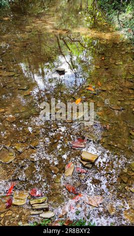 Un ruisseau tranquille d'eau claire est entouré par une végétation luxuriante d'herbe et de feuilles Banque D'Images