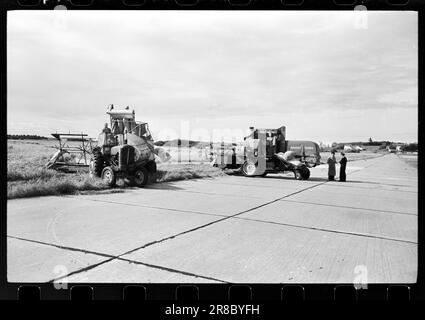 Courant 40-4-1960 : le grain suit la brise du jet. Le grain est cultivé entre les pistes et les taxis à Stavanger Lufthavn Sola.photo: Sverre A. Børretzen / Aktuell / NTB ***PHOTO NON TRAITÉE*** Banque D'Images