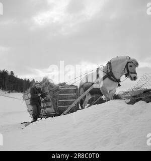 Courant 18-7-1960: Strømbu-Kara six anciens bacheliers ont une pension à Sollia et le rendent si confortable pour les invités qu'ils reviennent vingt ans de suite. Photo: Aage Storløkken / Aktuell / NTB ***PHOTO NON TRAITÉE*** Banque D'Images