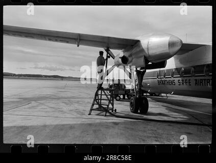 Courant 40-4-1960 : le grain suit la brise du jet. Le grain est cultivé entre les pistes et les taxis à Stavanger Lufthavn Sola.photo: Sverre A. Børretzen / Aktuell / NTB ***PHOTO NON TRAITÉE*** Banque D'Images