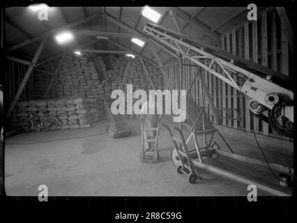 Courant 40-4-1960 : le grain suit la brise du jet. Le grain est cultivé entre les pistes et les taxis à Stavanger Lufthavn Sola.photo: Sverre A. Børretzen / Aktuell / NTB ***PHOTO NON TRAITÉE*** Banque D'Images